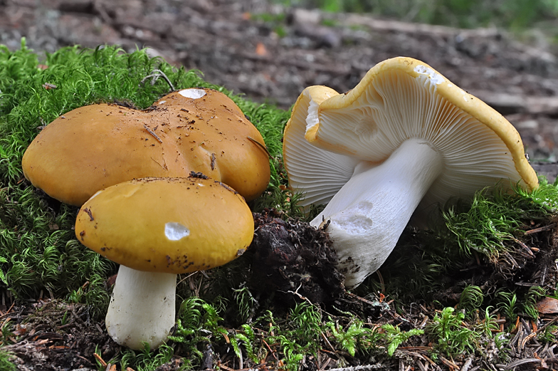 Russula ochroleuca