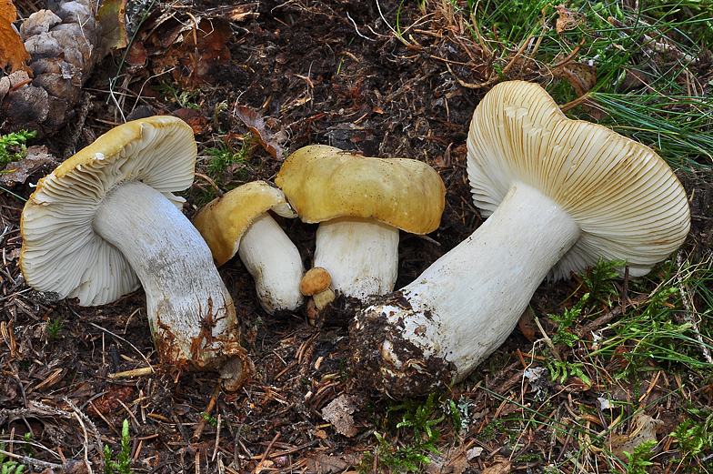 Russula ochroleuca