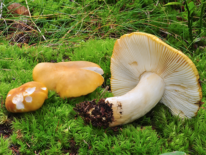 Russula ochroleuca