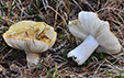 Russula ochroleuca