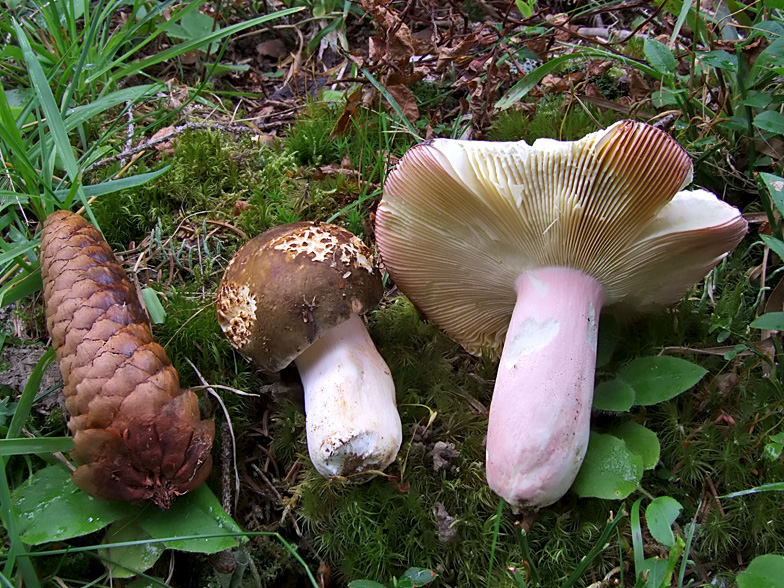 Russula olivacea