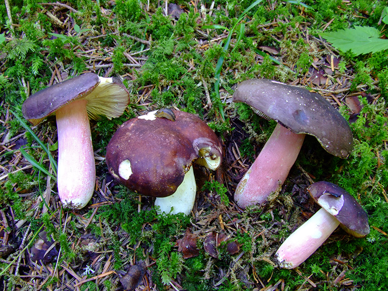 Russula olivacea