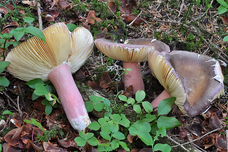 Russula olivacea