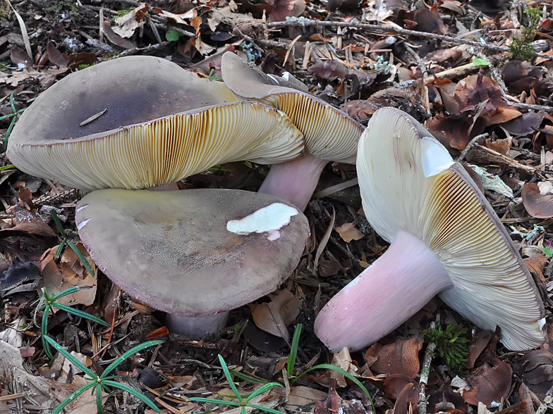 Russula olivacea