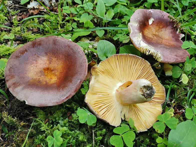 Russula olivacea