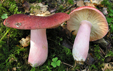 Russula olivacea var pavonina