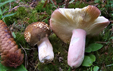 Russula olivacea