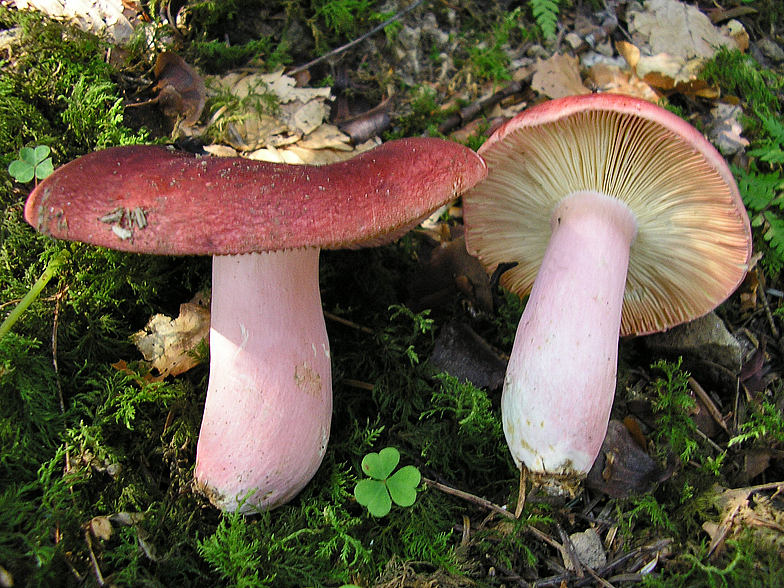 Russula olivacea var pavonina