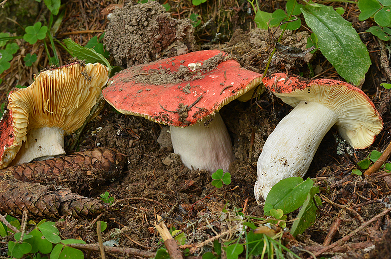 Russula olivacea var pavonina