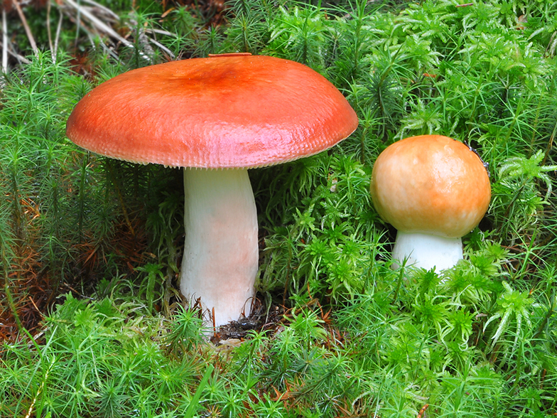 Russula paludosa