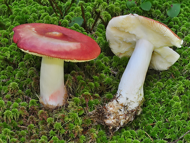 Russula paludosa