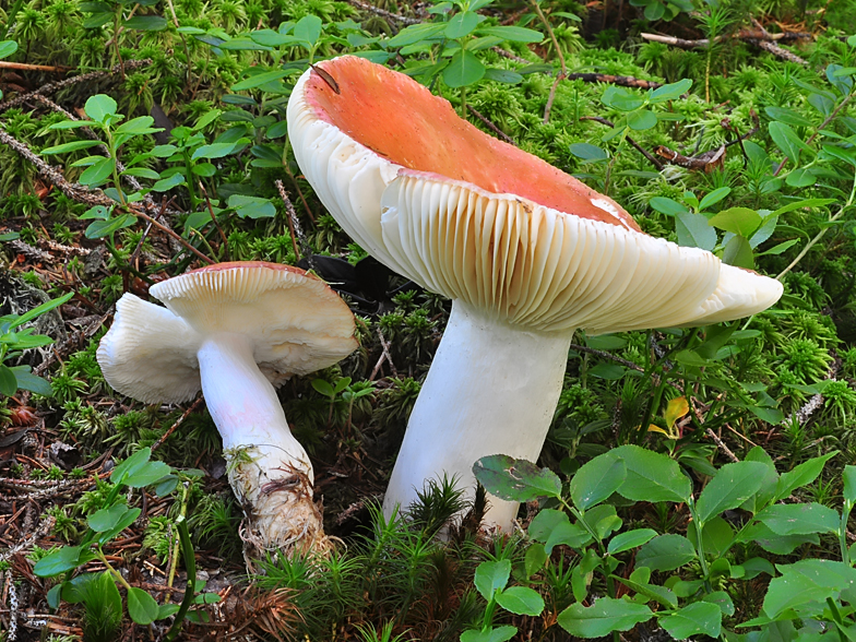 Russula paludosa