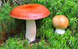 Russula paludosa