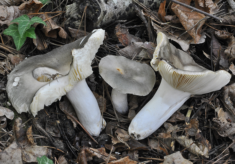 Russula parazurea