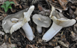 Russula parazurea