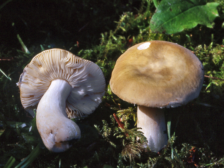 Russula parolivascens