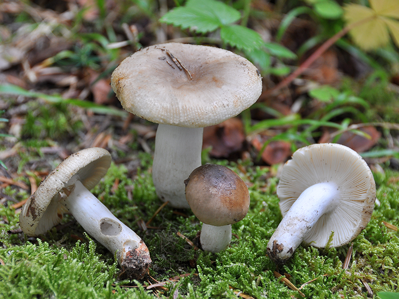 Russula pectinatoides