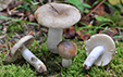 Russula pectinatoides