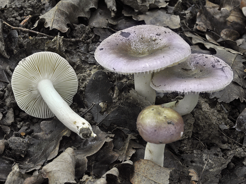 Russula pelargonia