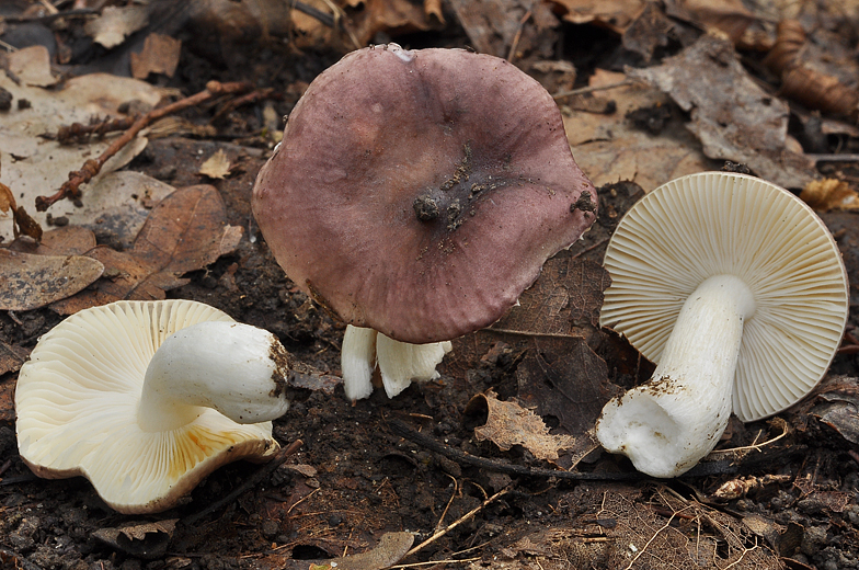 Russula pelargonia