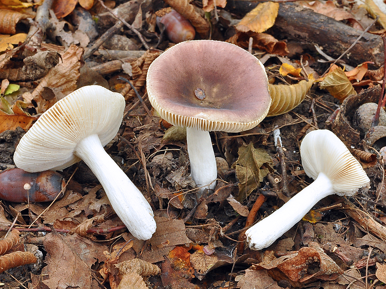 Russula pelargonia