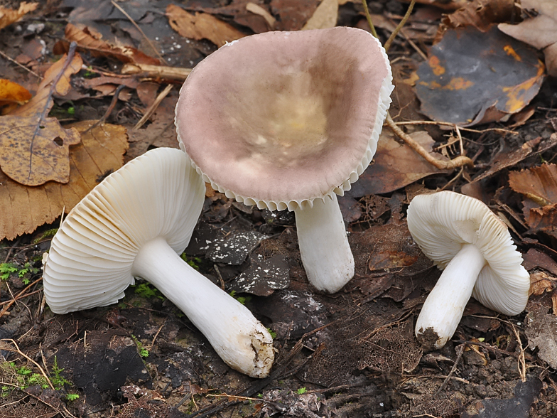 Russula pelargonia