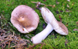 Russula pelargonia