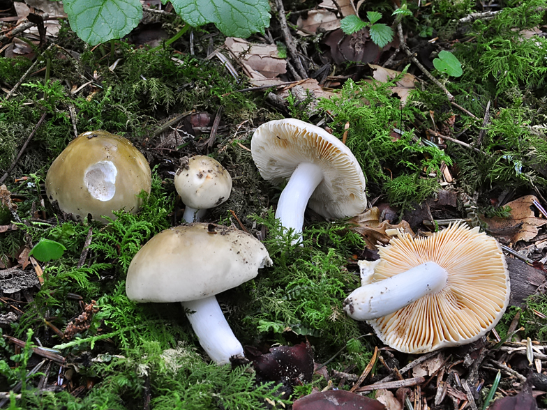 Russula postiana