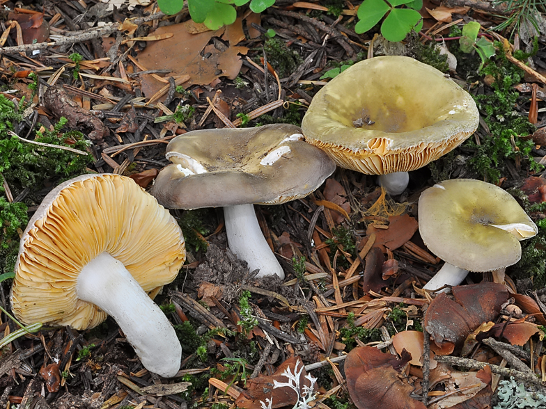 Russula postiana