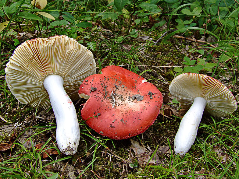 Russula pseudointegra