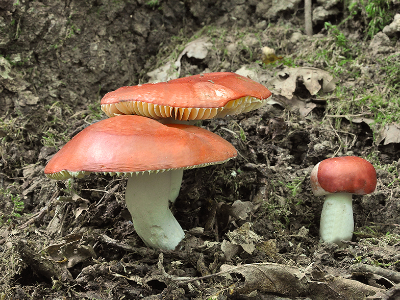 Russula pseudointegra