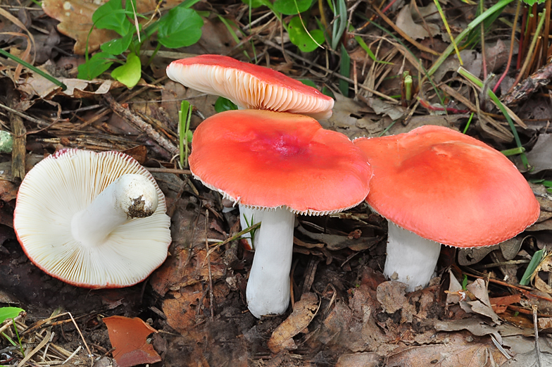 Russula pseudointegra