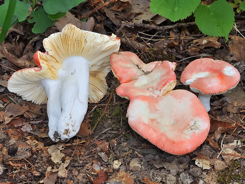 Russula pseudointegra