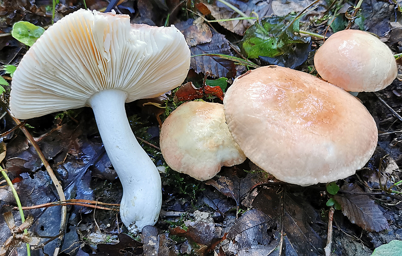 Russula pseudointegra forme persicolor