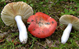 Russula pseudointegra