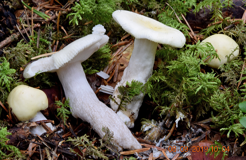 Russula pseudoraoultii