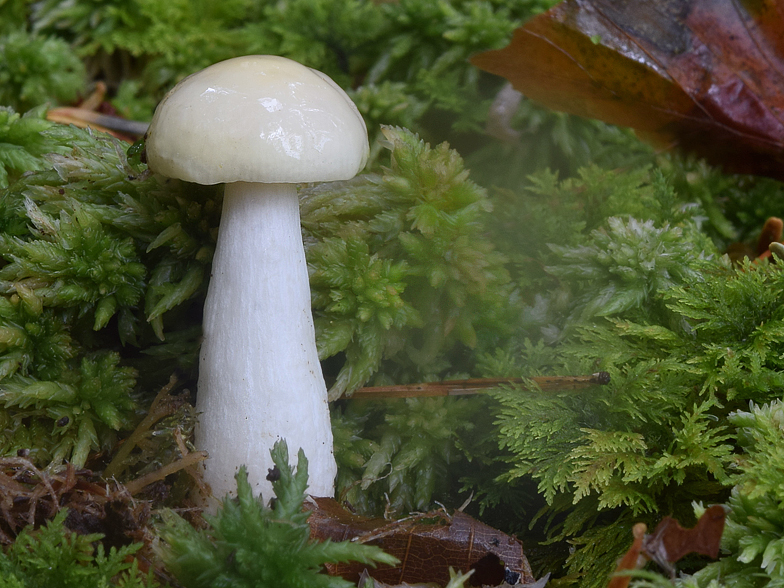 Russula pseudoraoultii