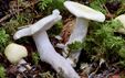 Russula pseudoraoultii