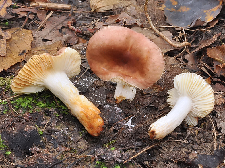 Russula puellaris