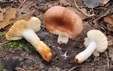 Russula puellaris