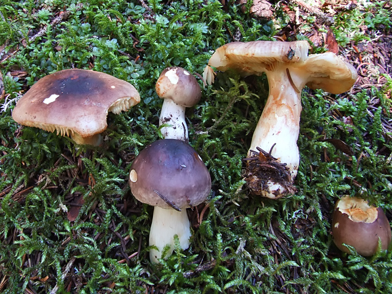 Russula puellaris var. abietina