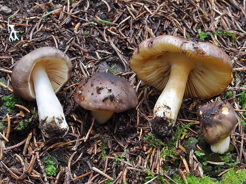 Russula puellaris var. abietina