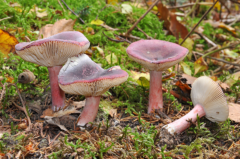 Russula queletii