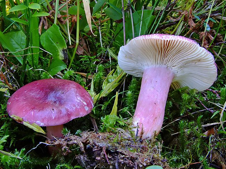 Russula queletii