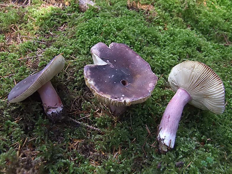 Russula queletii