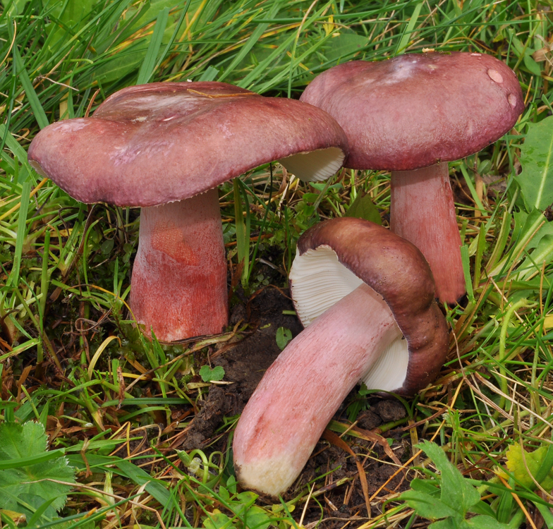 Russula queletii