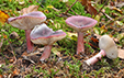 Russula queletii