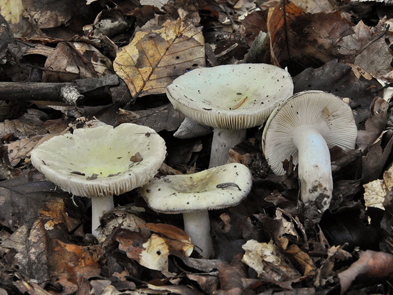 Russula queletii var. flavovirens