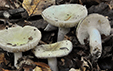 Russula queletii var. flavovirens