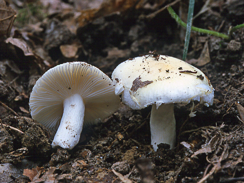 Russula raoultii